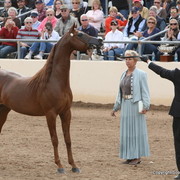 Stallions - Magnum Psyche, Champion Stallion 8 years and older with David Boggs and Supreme Champion horse of the 2009 Scottsdale Show