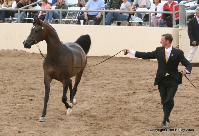 Mares - Andy Sellman with the Reserve Champion Mare Scheherazade PE by Armani FC bred by Pegasus Arabians