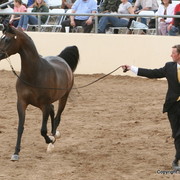 Mares - Andy Sellman with the Reserve Champion Mare Scheherazade PE by Armani FC bred by Pegasus Arabians