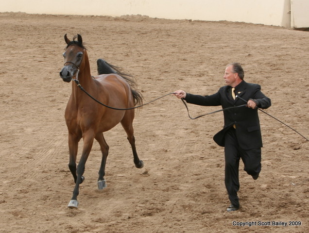 Mares - Keith Krichke and Dulcinea BHF by Denali BHF bred by Battle Hill Farm