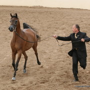Mares - Keith Krichke and Dulcinea BHF by Denali BHF bred by Battle Hill Farm