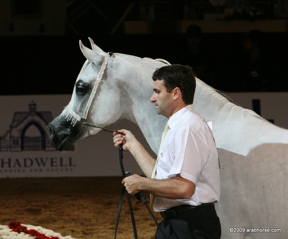 Dubai - Bess-Fa'izah by WH Justice, owned by Ajman Stud

1st place mares 4 - 6 years old