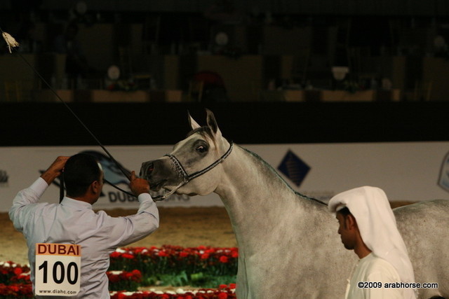 Dubai - Jouna Al Naif by Ashal Al Rayan, owned by Sh. Abdullah bin Nasir Al Ahmed Al Thani
