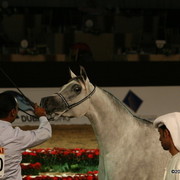 Dubai - Jouna Al Naif by Ashal Al Rayan, owned by Sh. Abdullah bin Nasir Al Ahmed Al Thani