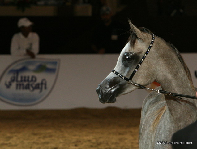 Dubai - Al Aryam Hanna, b Emiliusz owned by Al Aryam Arabians