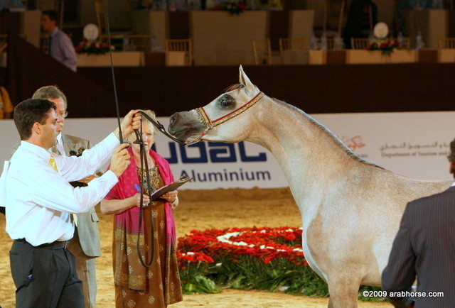 Dubai - Felicia RLC by Shael Dream Desert, owned by Ajman Stud