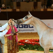 Dubai - Felicia RLC by Shael Dream Desert, owned by Ajman Stud