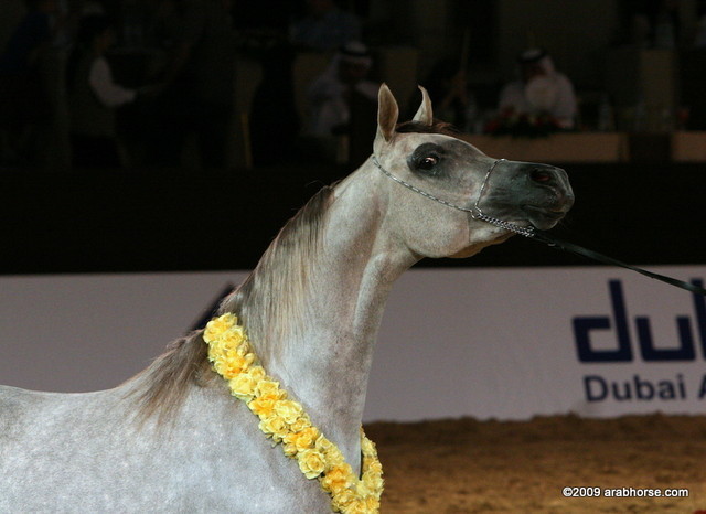 Dubai - Miss El Power by Power World and owned by Al Shaqab Stud

3d place 2 year old Fillies