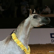 Dubai - Miss El Power by Power World and owned by Al Shaqab Stud

3d place 2 year old Fillies