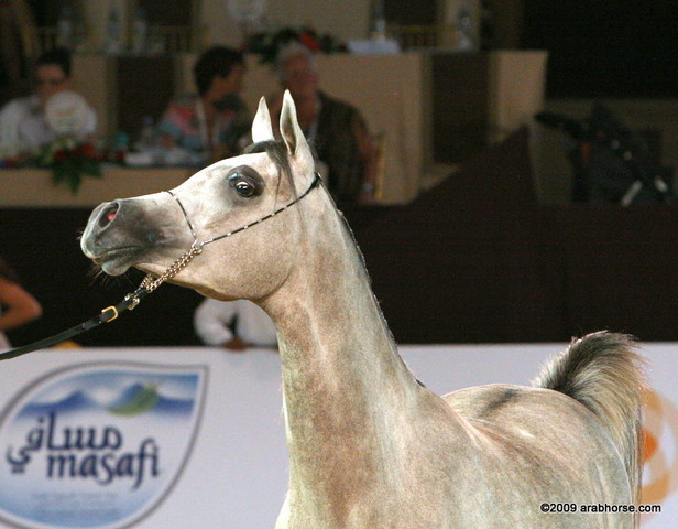 Duba - Jumilla by Thee Apprentice, owned by Dubai Stud

1st place 2 year old Fillies