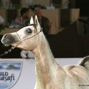 Duba - Jumilla by Thee Apprentice, owned by Dubai Stud

1st place 2 year old Fillies