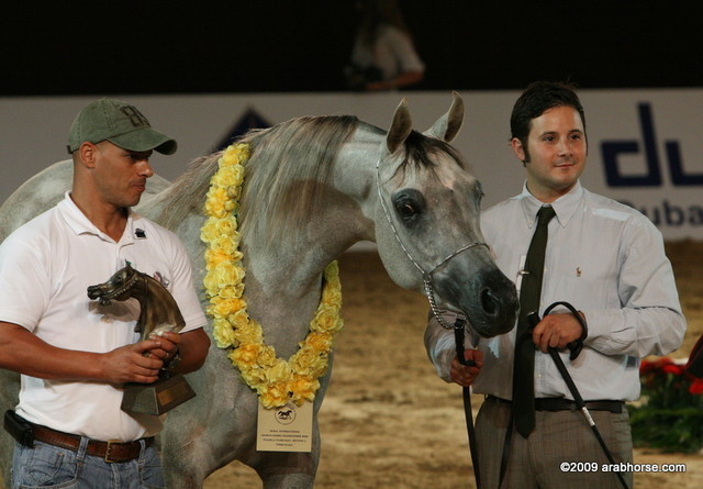 Dubai - Miss El Power by Power World and owned by Al Shaqab Stud

3d place 2 year old Fillies