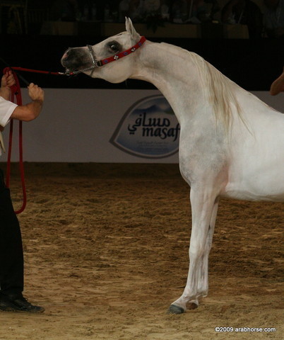 Dubai - Aja Angelica by WH Justice, owned by Ajman Stud. 