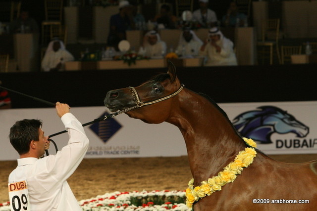 Dubai - Angeliccah by Marwan Al Shaqab owned by Dubai Stud