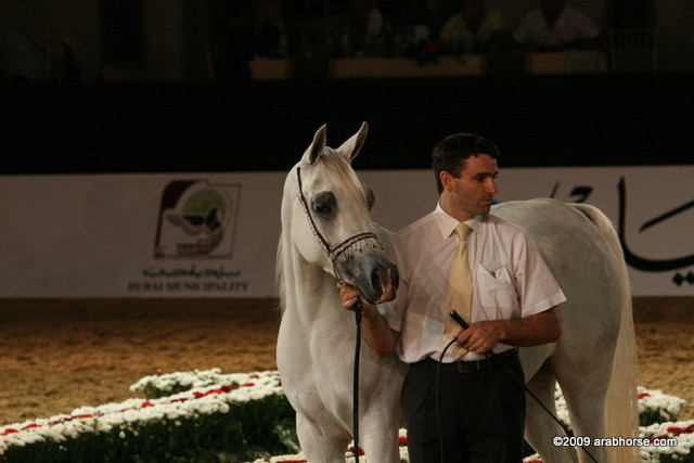 Dubai - Badawieh AA by Laheeb and owned by Ajman Stud