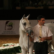 Dubai - Badawieh AA by Laheeb and owned by Ajman Stud