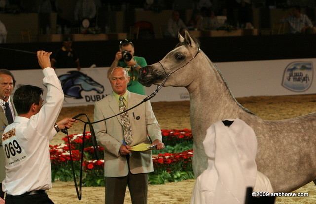 Dubai - Juwanda OS by WH Justice owned by Dubai Stud