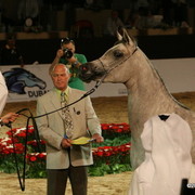 Dubai - Juwanda OS by WH Justice owned by Dubai Stud