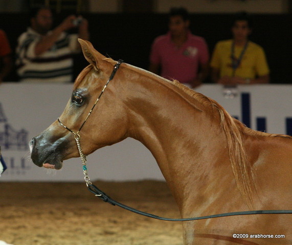 Dubai - Fedora RG, by Wh Justice, owned by Athba Stud