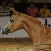 Dubai - Fedora RG, by Wh Justice, owned by Athba Stud