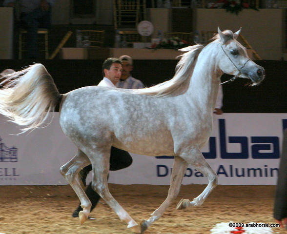 Dubai - Juwanda OS by WH Justice owned by Dubai Stud