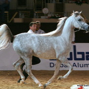Dubai - Juwanda OS by WH Justice owned by Dubai Stud