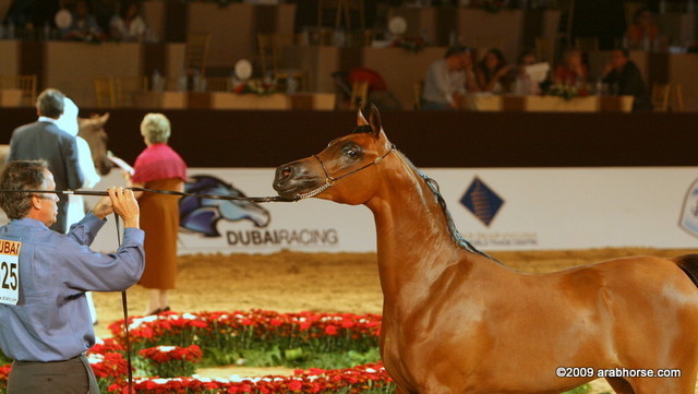 Dubai - Shamah Al Shaqab, by Marwan Al Shaqab and out of SWF Desert Rose, owned by Al Shaqab Stud

1st place yearling fillies