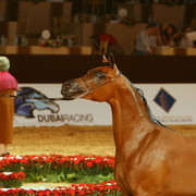 Dubai - Shamah Al Shaqab, by Marwan Al Shaqab and out of SWF Desert Rose, owned by Al Shaqab Stud

1st place yearling fillies
