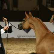 Dubai - Gharshoub El Hawajer by Ames Charisma and out of Jumbalia