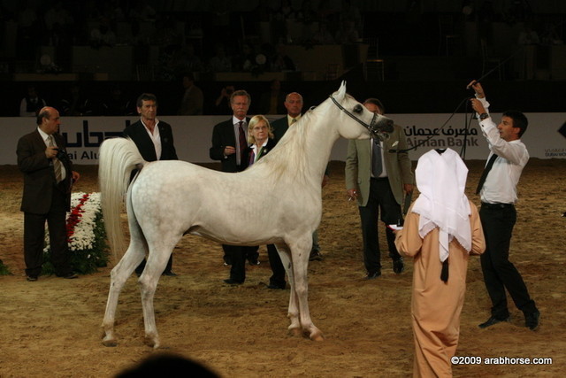 Dubai - Preemium by WH Justice, owned by Dubai Stud