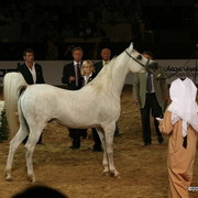 Dubai - Preemium by WH Justice, owned by Dubai Stud