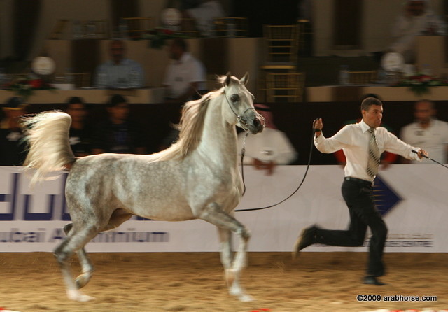Dubai - Najem Al Bustan by AS Natsir-Apal owned by Al Bustan Stables