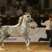 Dubai - Najem Al Bustan by AS Natsir-Apal owned by Al Bustan Stables