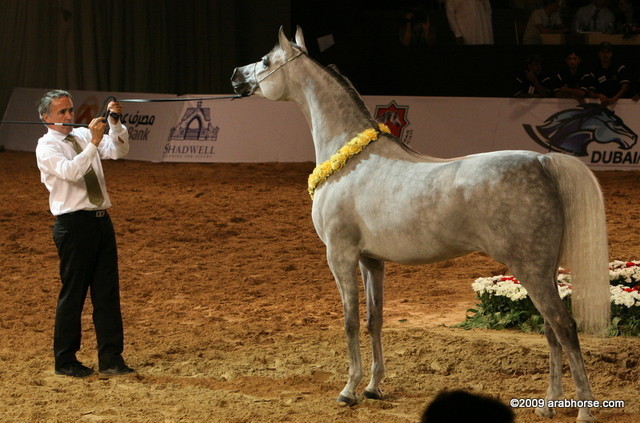 Dubai - Abha Myra, by Marwan Al Shaqab, owned by Al Shaqab Stud

1st place Mares 4 - 6 years old