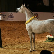 Dubai - Abha Myra, by Marwan Al Shaqab, owned by Al Shaqab Stud

1st place Mares 4 - 6 years old