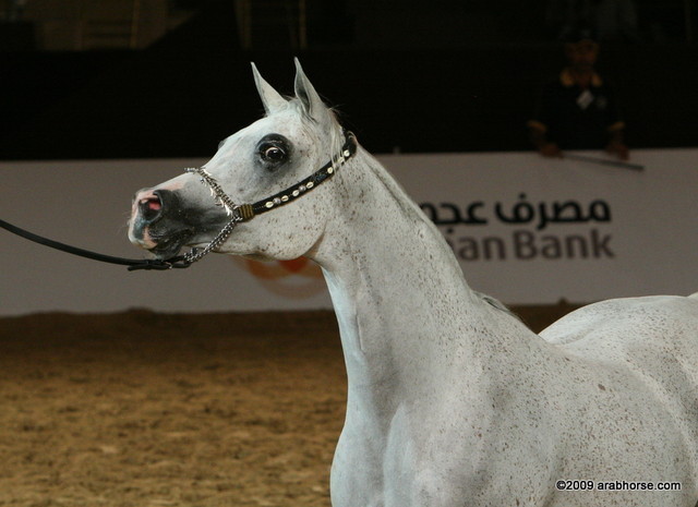 Dubai - Imperial Baaraah by Imperial Baarez