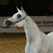 Dubai - Imperial Baaraah by Imperial Baarez