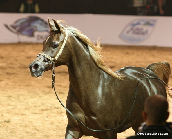 Dubai - Simeon Sehavi by Asfour and owned by Dubai Arabian Stud