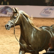 Dubai - Simeon Sehavi by Asfour and owned by Dubai Arabian Stud