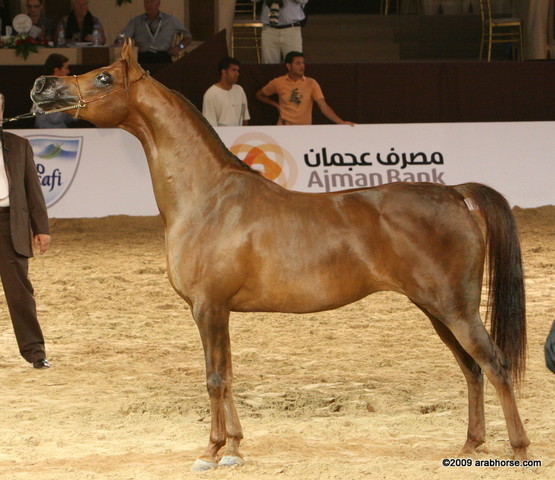 Dubai - JJ Polaca by Magnum Psyche, owned by Al Khalediah Stables