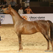 Dubai - JJ Polaca by Magnum Psyche, owned by Al Khalediah Stables