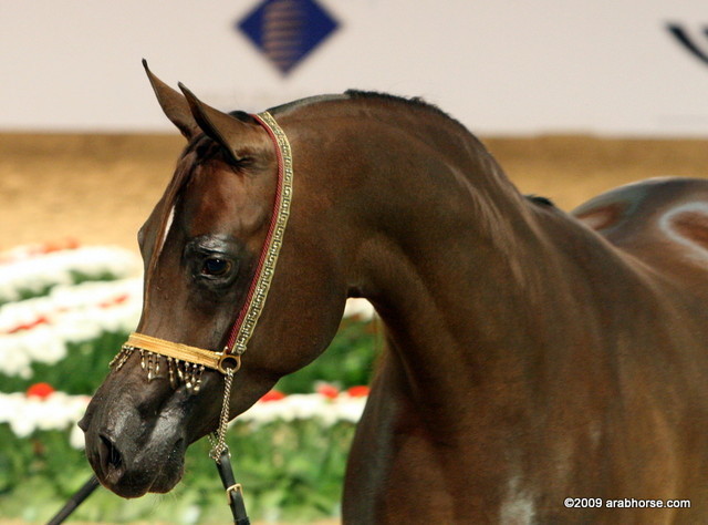 Dubai - Khaleifa by Kubinic, owned by Al Bidayer Stud

4-6 year old Mares