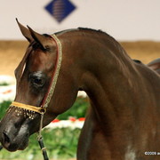 Dubai - Khaleifa by Kubinic, owned by Al Bidayer Stud

4-6 year old Mares