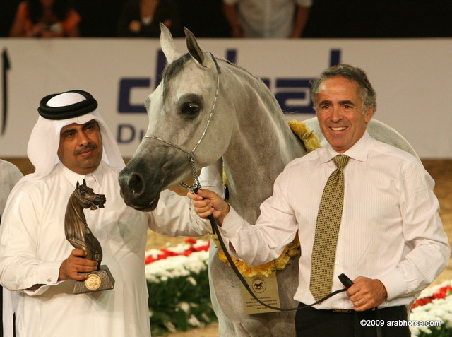 Dubai - Abha Myra, by Marwan Al Shaqab, owned by Al Shaqab Stud

1st place Mares 4 - 6 years old