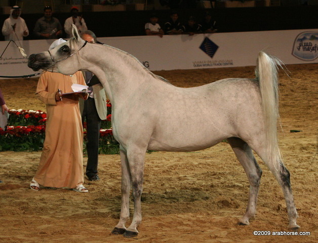 Dubai - The Princess of Egypt by Orayan, owned by Ajman Sutd

2nd place mares 10 years and over