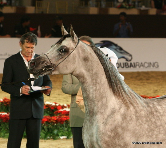 Dubai - El Palacio VO by Al Lahab and out of El Dorada, owned by Al Khalediah Stables

1st place 3 year old colts