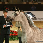 Dubai - El Palacio VO by Al Lahab and out of El Dorada, owned by Al Khalediah Stables

1st place 3 year old colts