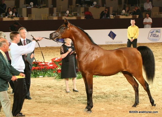 Dubai - Maharaja by Marajj, shown by Andy Sellman

1st place 2 year old colts