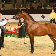 Dubai - Maharaja by Marajj, shown by Andy Sellman

1st place 2 year old colts