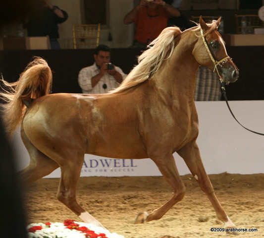 Dubai - Spartacus TO, by Marwan Al Shaqab and owned by Ajman Stud

2nd place 2 year old colts